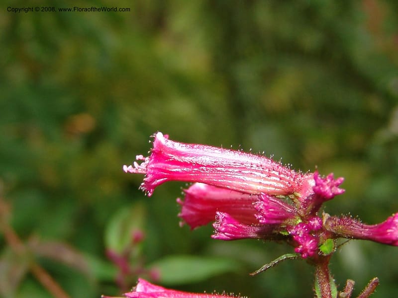 Cuphea subuligera--CA. San Francisco Botanical Garden (Strybing Arb.). 30 Mch 06. 298.jpg