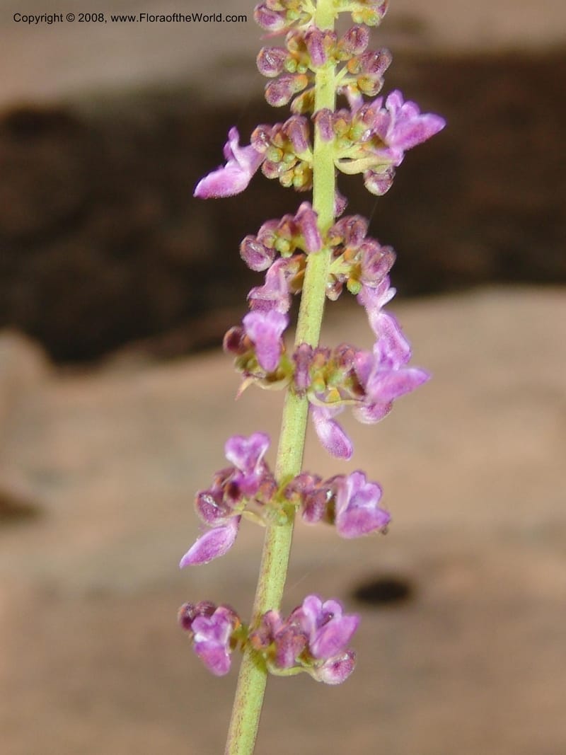 Plectranthus spicatus--So.Africa. E. Cape. Waringham Farm, Quanti Area, Stut. 8 Mch 05. 534.jpg