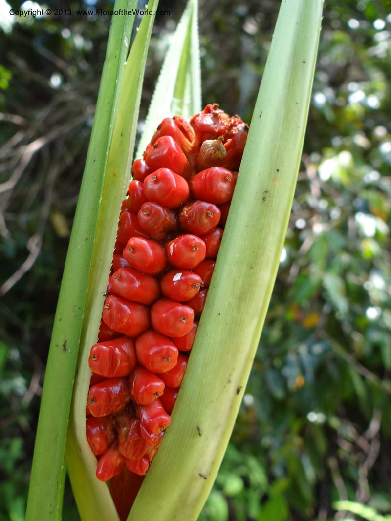 Pandanus pugnax, Callmander 1035--Malaysia, Sabah. Meliau Range. Ulu Tongod For. Res. 8 Apr 2012. DSC07780 (12).JPG
