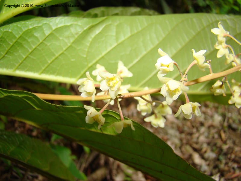 Ocotea valerioides, B. Hammel 24650--Costa Rica. Prov. Limon. Selva Bananito Lodge. 12 Apr 08. 267 (4).jpg