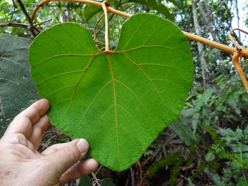 Ampelocissus, SAN.153249--Malaysia, Sabah. Tawai For. Res. 9 Apr 2012. DSC07890 (142).JPG