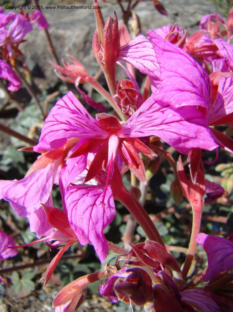Pelargonium endlicherianum, 36072-0653-2001--Canada. BC. Univ. BC Bot. Garden. 27 Jul 08. 582.jpg