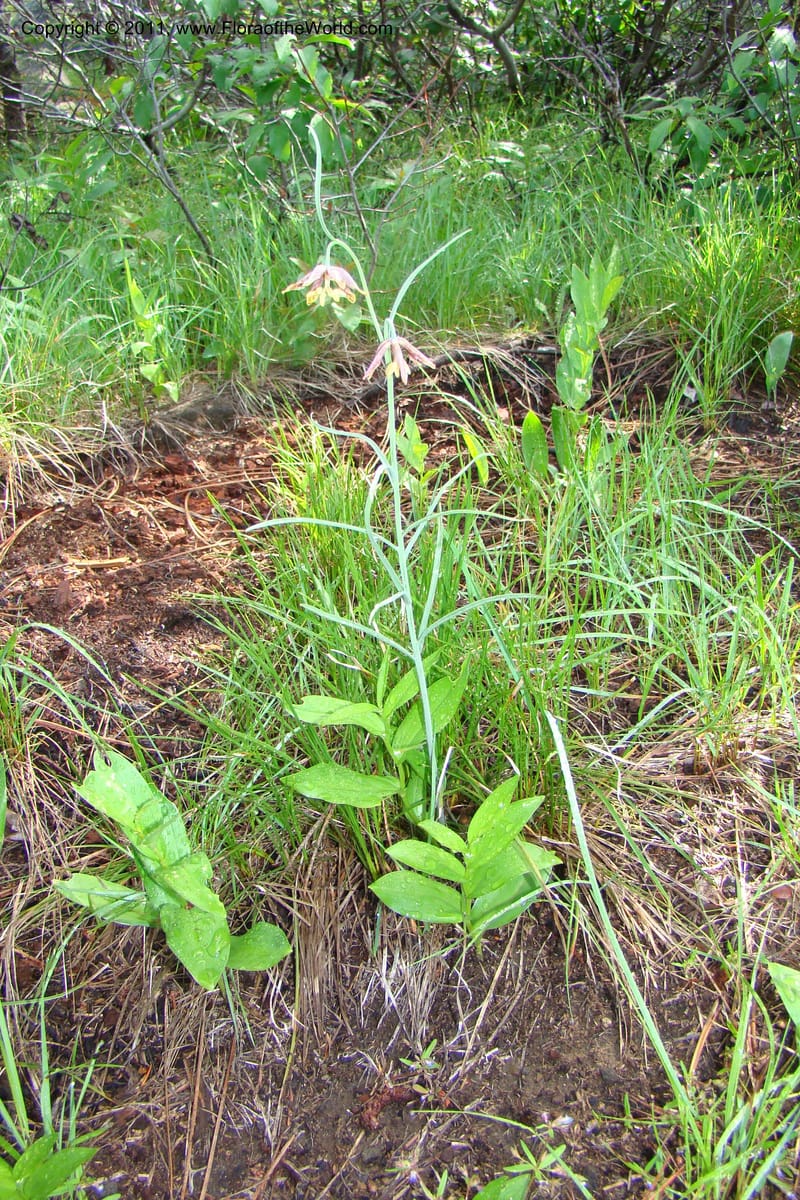Fritillaria atropurpurea, C. Davidson 11437--Idaho. Valley Co. Payette Lake. Sylvan Beach. 7 June 2009. 017.jpg