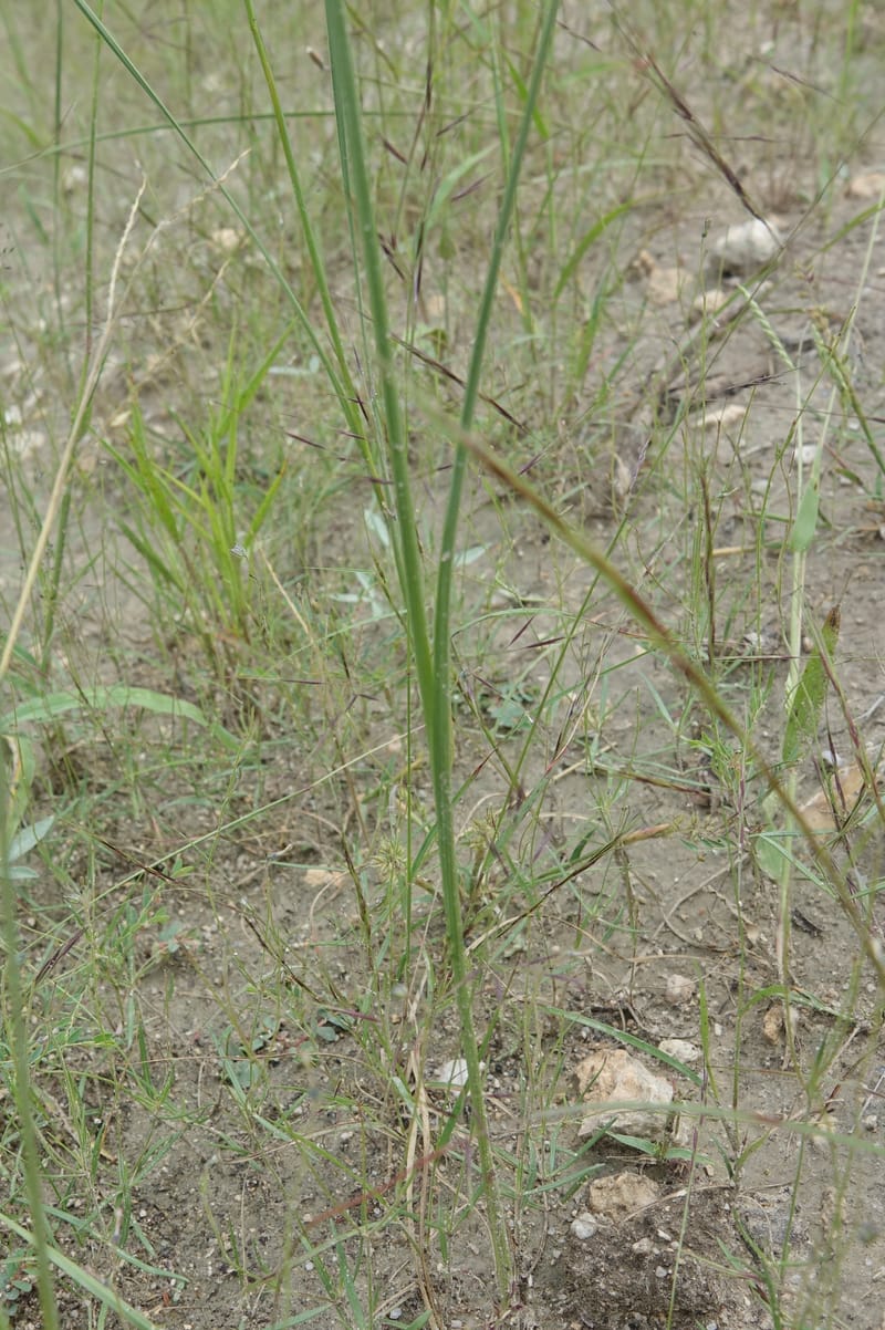 Gladiolus permeabilis, L. Nanyeni 1274--Namibia. Hwy D2859. Odom 418. 30 March 2018. DSC04324 (98).JPG