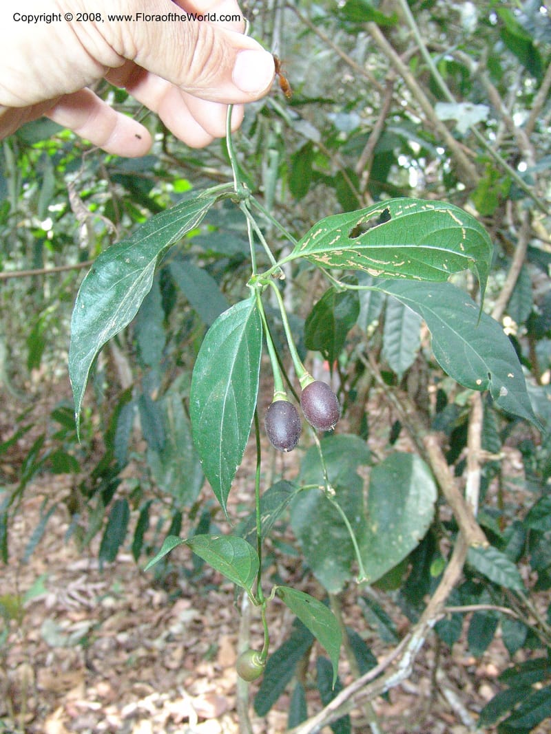 Mendoncia aspera, AAraujoM3015--Bolivia.  Pq. Nal. Madidi. Rio Tuichi. Aguapolo. 21 Sep 06. 058.jpg