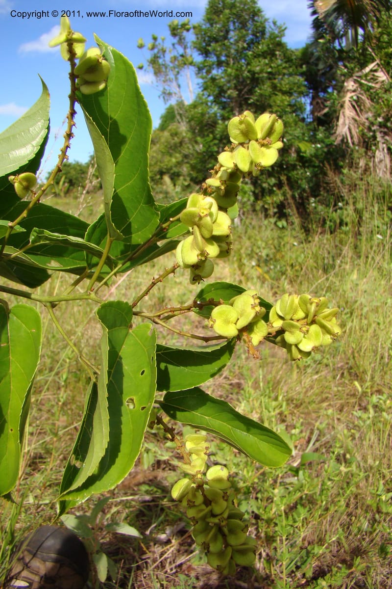 Gouania myriocarpa, Razafindraibe 210--Madagascar. Prov. Fianarantsoa. RN 12. 14 Jan 09. 285 (8).jpg