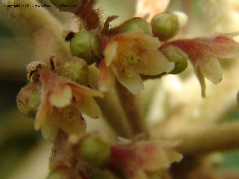 Endlicheria paniculata, RVasquez 31492--Peru. Prov. Oxa. Parq. Nac. Yanachaga Chemillen. 12 Oct 06. 729 (13).jpg