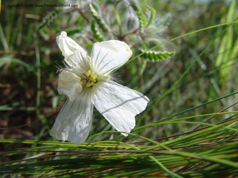 Monsonia praemorsa--So.Africa. E. Cape. Umtamvuna Nat. Res. 11 Mch 05. 316.jpg