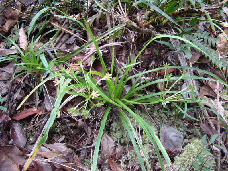 Campynemanthe, Munzinger, J 4843--New Caledonia, Dogny, 19 Nov 2007,  063 (6).jpg