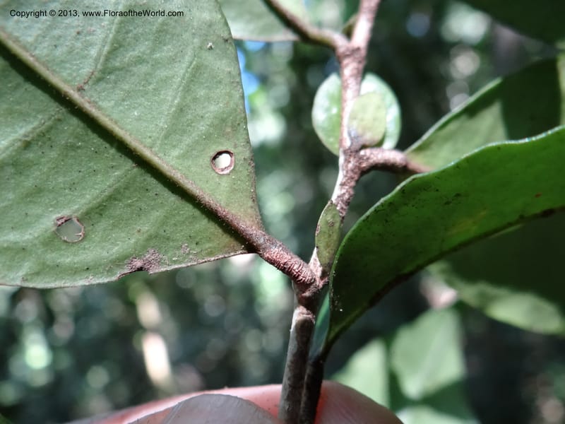 Antidesma, VC 5594--Thailand. Ranong Prov. Klong Naka Wildlife Sanctuary. 14 Nov 2012. DSC09055 (98).JPG