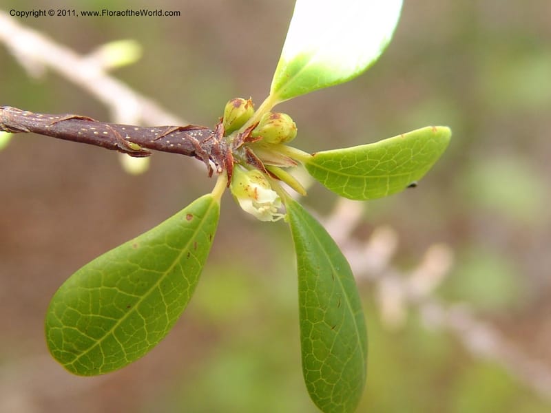 Erythroxylum, ROR1534--Madag. Prov. Antsir. Sahafary, Andranomadiro. 7 Nov 06. 463.jpg