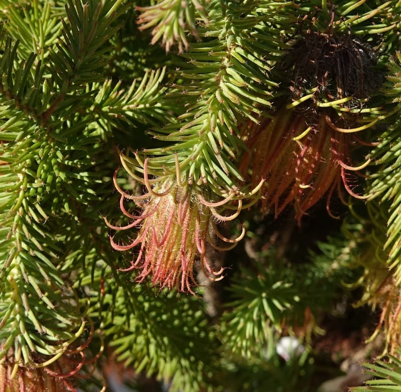 Darwinia, Davidson, C 13419A--Australia. W.A. Tootbardie Rd.-Coorow Rd. 23 Oct 2016. DSC04758 (27).JPG