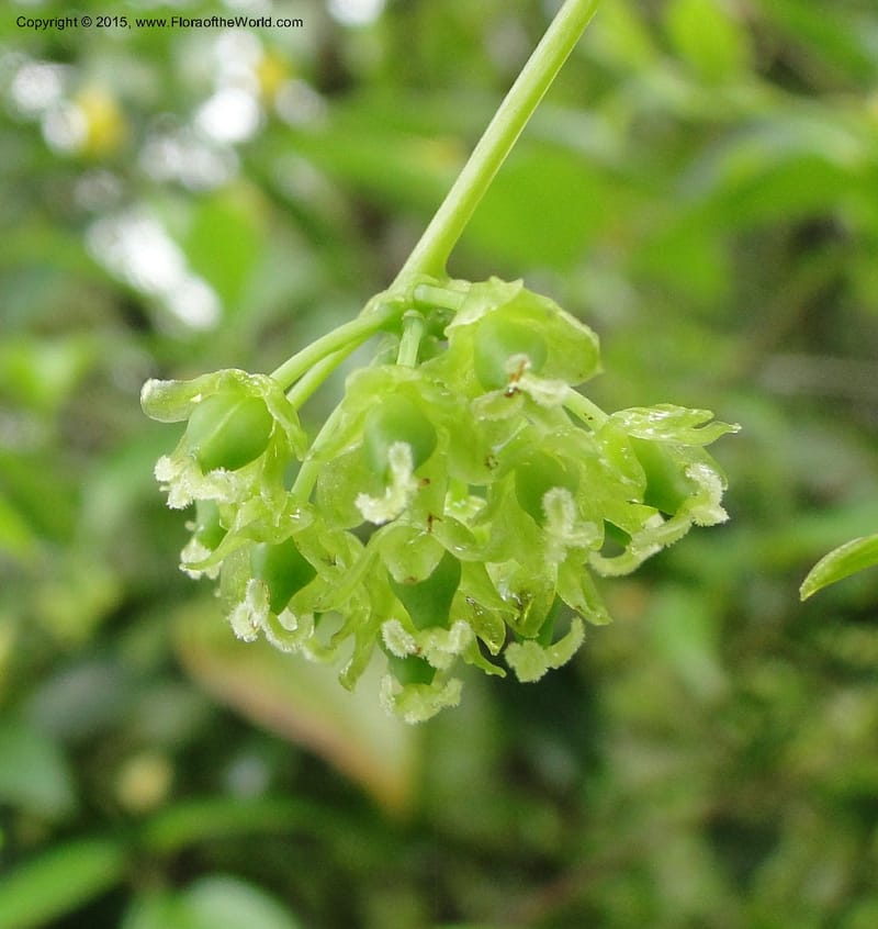 Heterosmilax, Regalado 1772--Viet Nam. Ban Khoang Commune. 4 May 2011. 080 (11).jpg