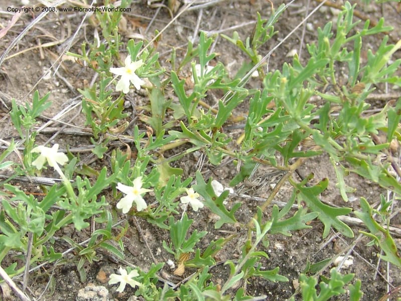 Chascanum pinatifidum--So.Africa. Mpumal. R577 N of Lydenburg. 16 Mch 05. 193.jpg