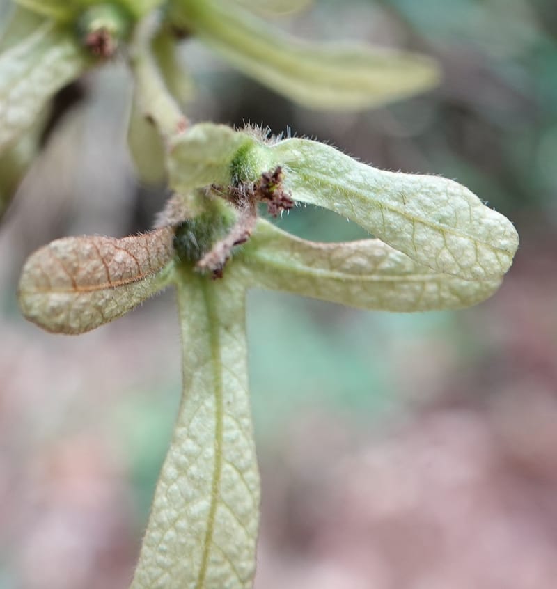 Engelhardia serrata, D. Boufford 44146--China. Yunnan. Along G213. 4 May 2018. DSC02084 (82).JPG
