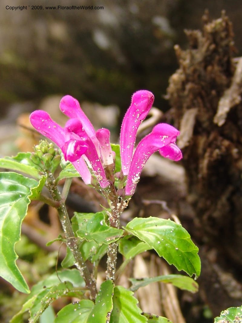 Scutellaria, DNeill15710--Ecuador. Prov. Zamora Ch. Rio Nangaritza ca Las Orquideas. 15 Sep 07. 048.jpg