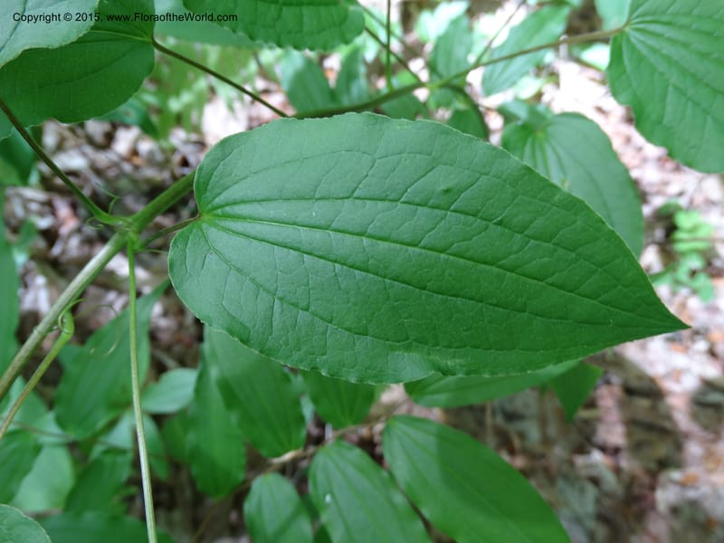 Smilax pulverulenta, Davidson, C 12996--North Carolina. Macon Co. Standing Indian. 14 May 2015. DSC05212 (199).JPG