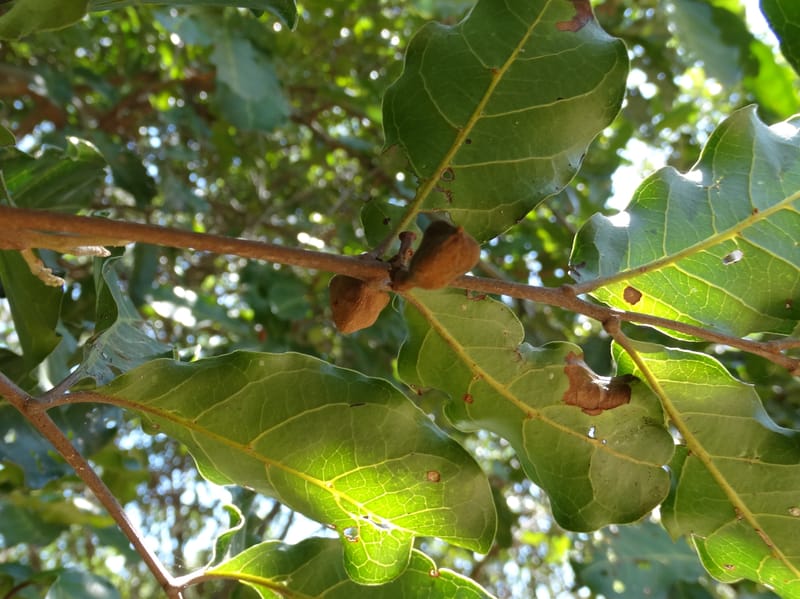 Cupaniopsis, Callmander, M 1227--New Caledonia. Tina. 10 Nov 2015. DSC00610 (4).JPG