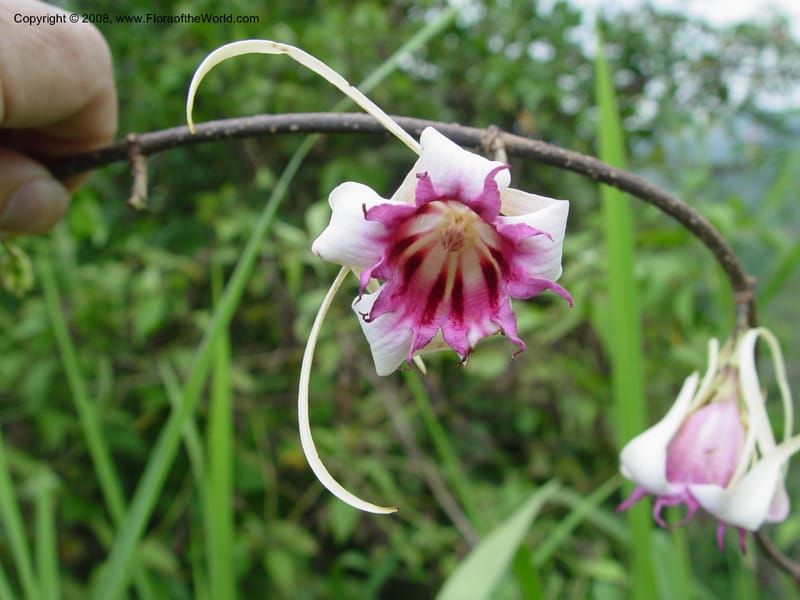 Strophanthus--Ghana. Aburi Hills. Near Larteh, e. of Aburi. 13 Dec 03. 018.jpg
