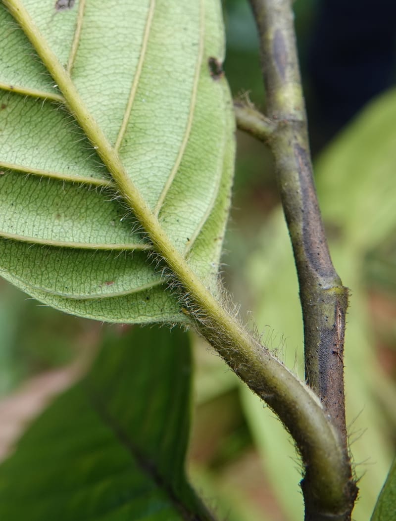 Tetracera, C. Davidson 13922--Gabon. Rd betw Kinguele and Makaban. 30 Oct 2018. DSC00492 (106).JPG