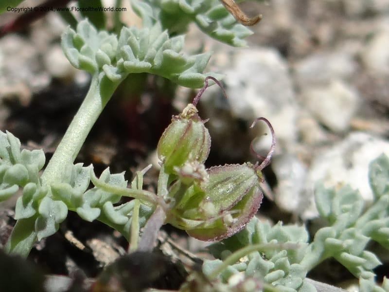 Cymopterus glaucus, Davidson, C 12196--ID. Boise Co. Scott Mtn. Lookout Road. 18 Jun 2013. DSC06609 (122).JPG
