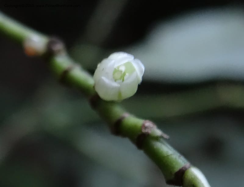 Rinorea, VC 5623--Thailand. Surat Thani Prov. Khlong Phanom Nat. Park. 15 Nov 2012. DSC09389 (73).JPG