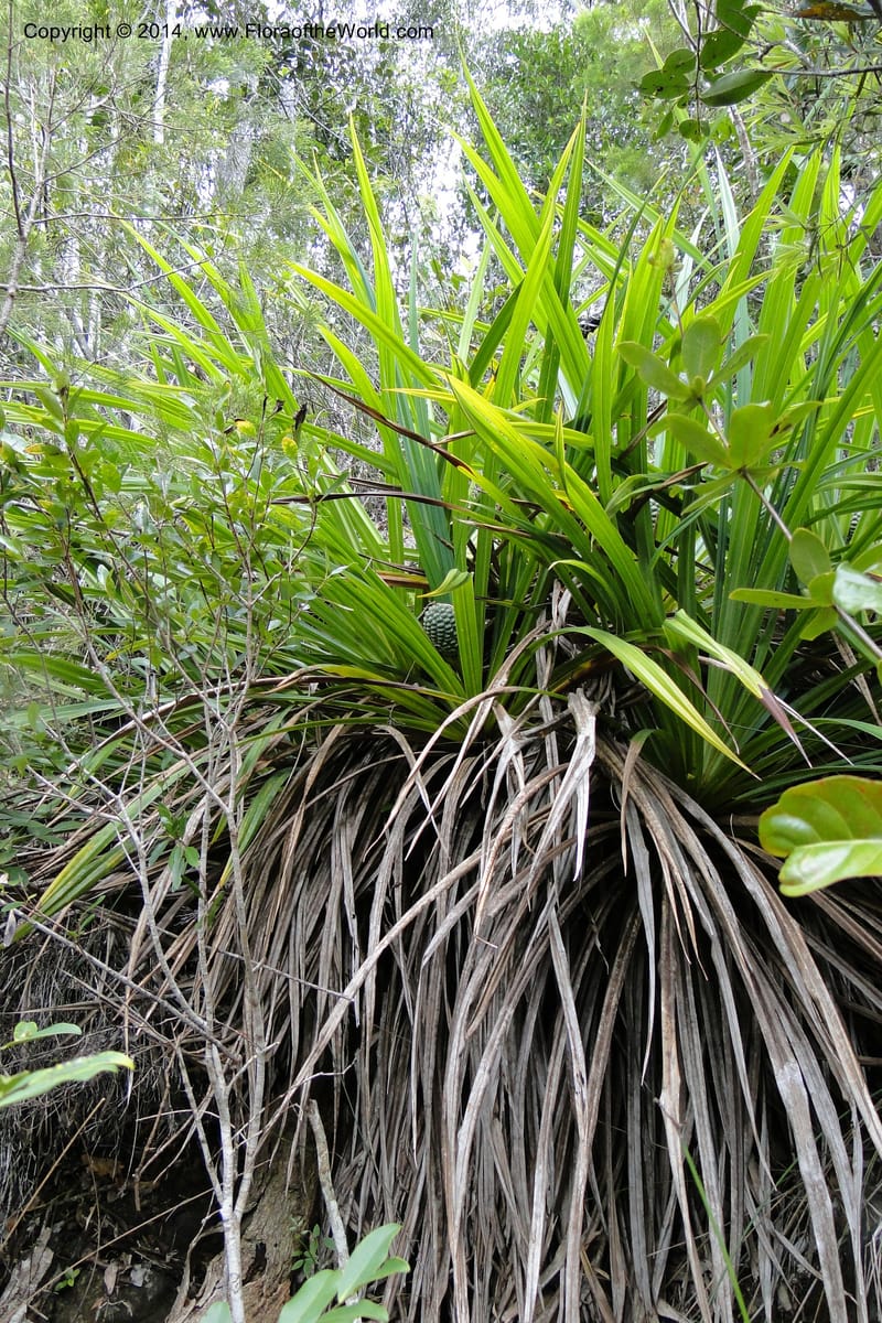 Pandanus decumbens, M. Callmander 978--New Caledonia. Mine St. Louis Boulinda. 18 Feb 2011. 052 (17).jpg