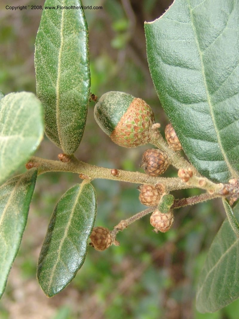 Quercus sp.--MX. Oaxaca. 5345 C. Jardin Etnobotanico. 5 Aug 2007. 348.jpg