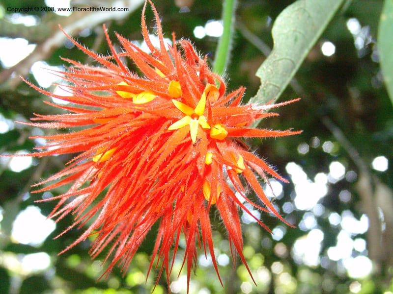 Gurania acuminata, AAraujoM3132--Bolivia. Pq. Nal. Madidi. Chalalan, Send. Jaguar. 25 Sep 06. 491.jpg