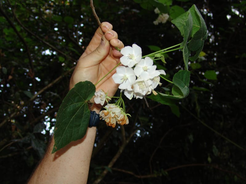 Dombeya torrida--Kenya. Brooks Bond Tea Estate, Kericho. 8 Jul 04. 100.jpg