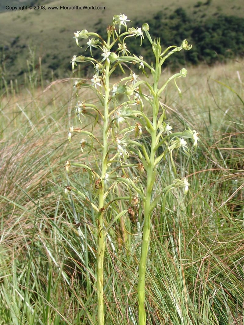 Habenaria falciformis--So.Africa. E. Cape. Waringham Farm, Quanti Area, Stut. 8 Mch 05. 083.jpg