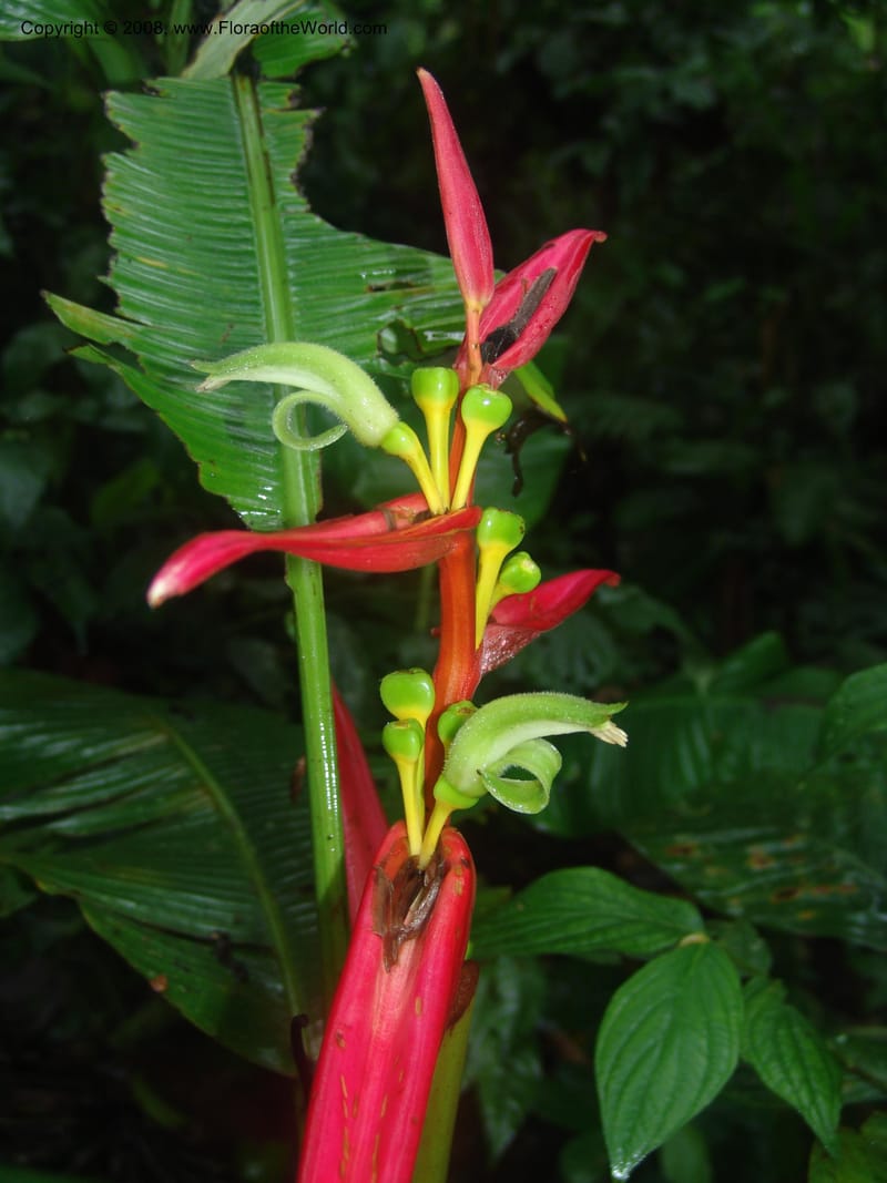 Heliconia aemygdiana v. transandina, Croat94411--Ecuador. Prov. Pichincha. Res. Guaycuyacu. 11 Feb 05. 001.jpg