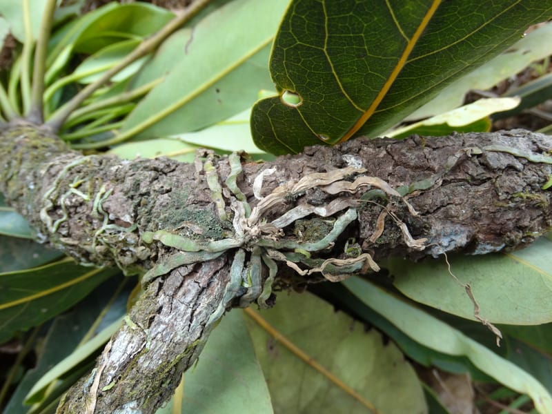 Taeniophyllum, Not coll.--Fiji. Past Valeni village. 6 Nov 2015. DSC00023 (1).JPG