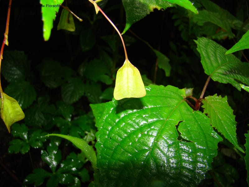 Begonia sutherlandii, RGereau7014--Tanz. Mbeya Rural Distr. Ngozi Crater. 26 Jan 08. 202.jpg