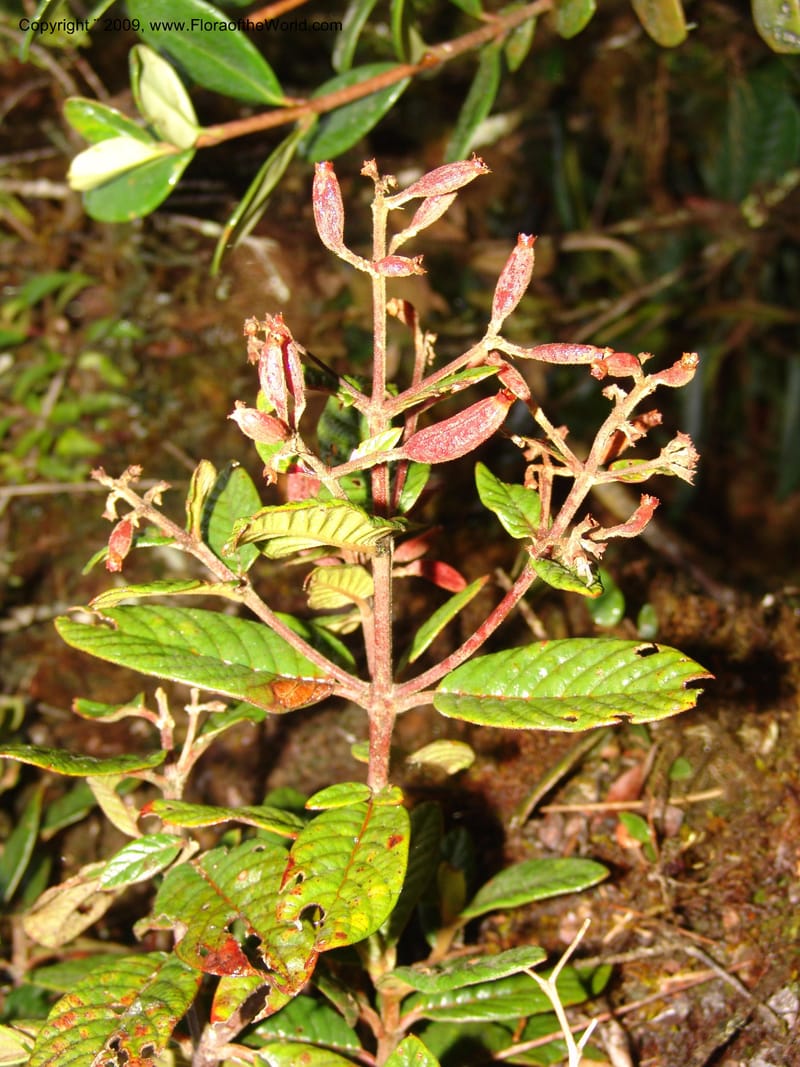 Cinchona, DNeill15996--Ecuador. Prov. Zamora Ch. Res.Tapichalaca. Qb. Honda. 25 Sep 07. 208.jpg