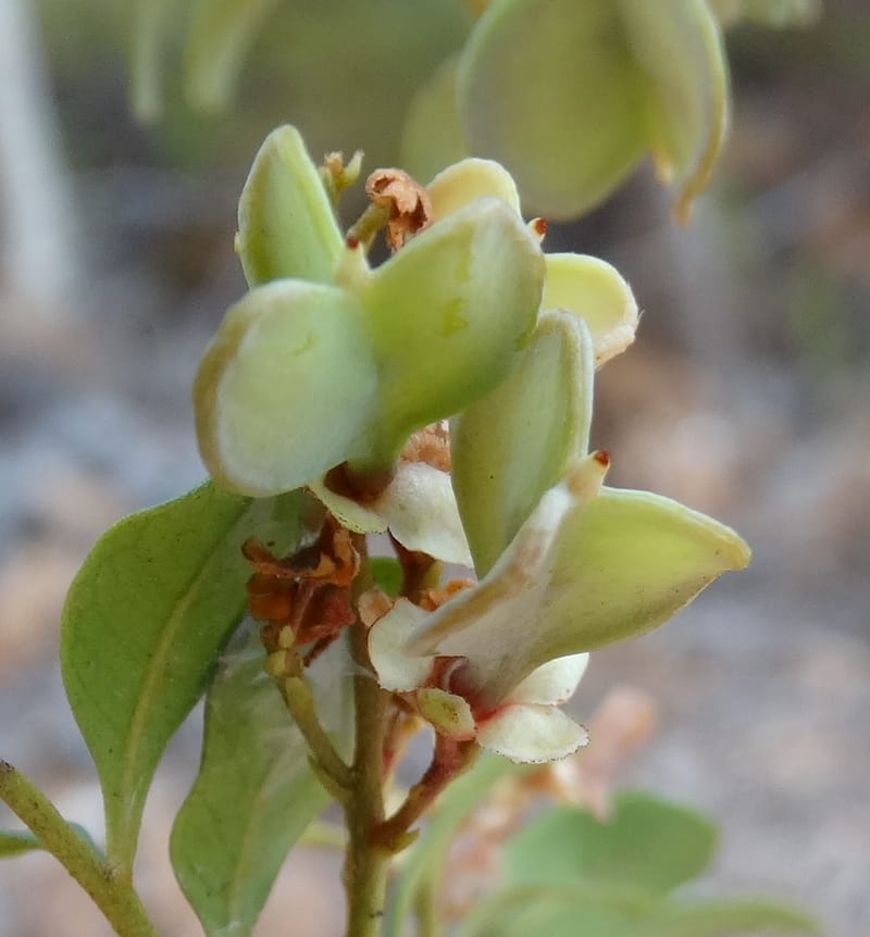 Guioa villosa, Callmander, M 1257--New Caledonia. Tiebaghi. 17 Nov 2015. DSC03437 (206).JPG