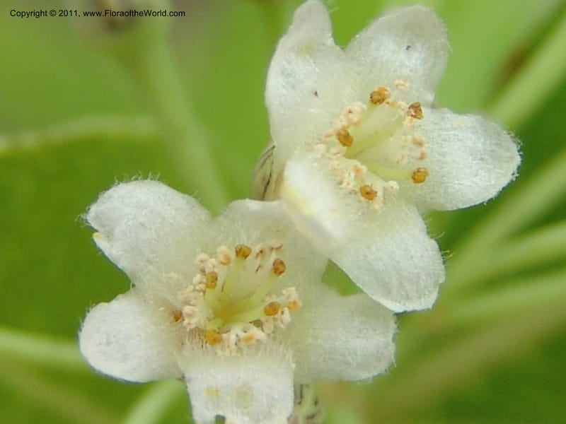 Psorospermum, ROR1525--Madag. Prov. Antsir. Sahafary, Andranomadiro. 7 Nov 06. 305.jpg