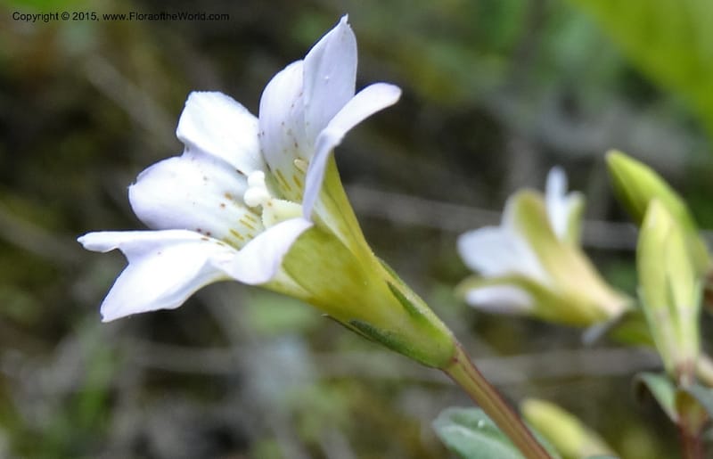 Gentiana, Boufford, D 43705--China. Sichuan. LongDongZhen on Rd. to LeiYuan Shan. 13 May 2014. DSC05860 (76).JPG
