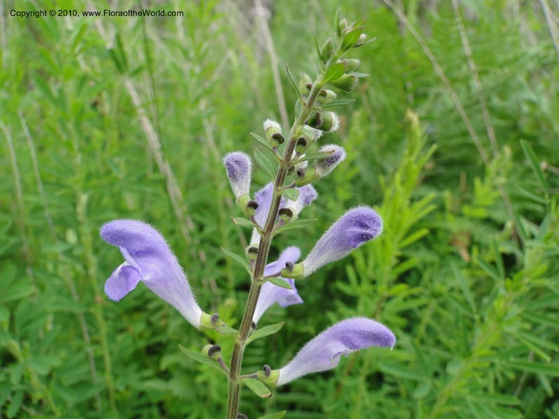 Scutellaria integrifolia, Mori, S. 27426, USA, No. Carolina, Jones Co, Catfish L Rd 10.5 miles from jct with Hwy 58, E of Maysville, 23 May 2010 (2).JPG