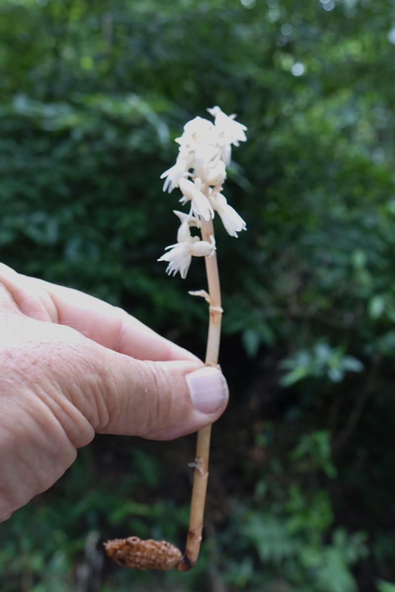 Epipogium roseum, Chung Kuo-Fang 3342--Taiwan. YangMing Shan Nat. Park. 18 May 2016. DSC02685 (234).JPG