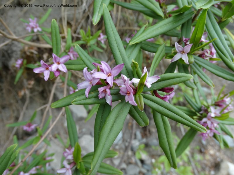 Daphne, Boufford, D 43616--China. Sichuan. ShaShiDuo. 8 May 2014. DSC04232 (21).JPG