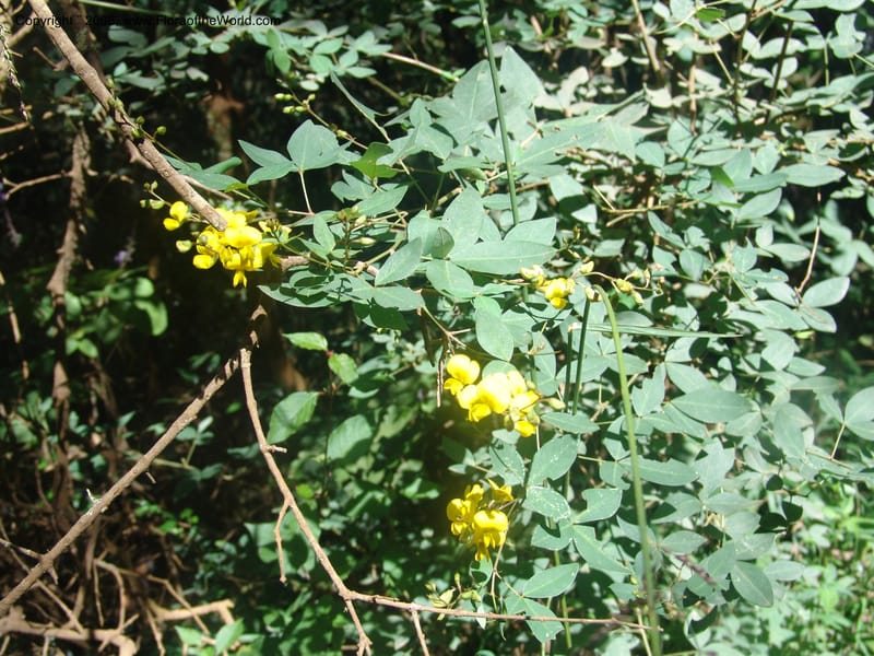 Argyrolobium tomentosum--So.Africa. Mpumal. Moodie Mts.  18 Mch 05. 458.jpg