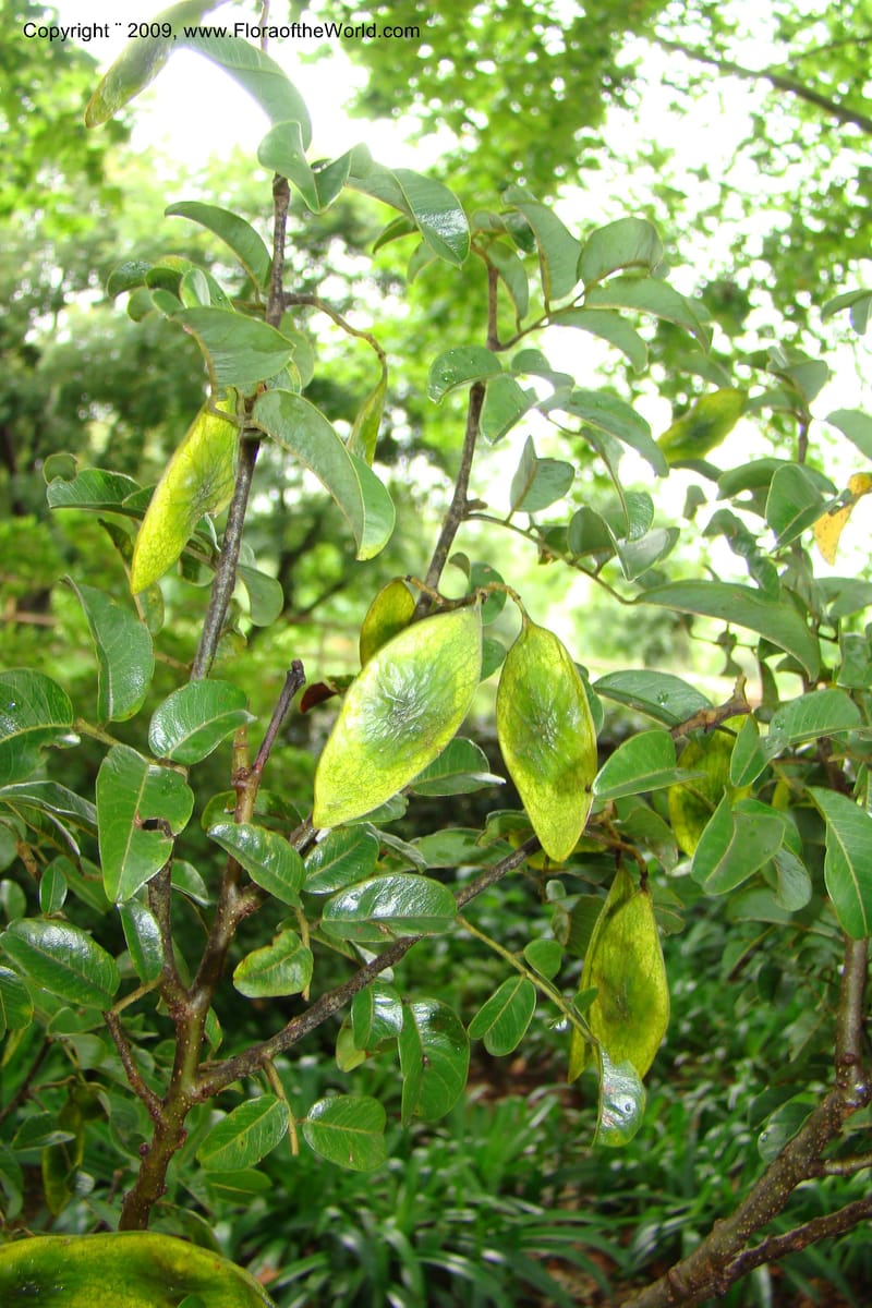 Dalbergia, Z. Rogers 1359--South Africa. KwaZulu-Natal. 29 Jan 09. 030.jpg