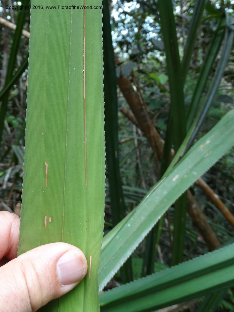 Pandanus occultus, Callmander, C 1183--Sabah. G. Silam. 1 Oct 2014. DSC00937 (225).JPG