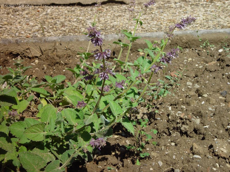 Salvia verticillata--Italy. Tuscany. Univ. Firenze, Giardino dei Simplici, Floence. 22 May 03. 002.jpg