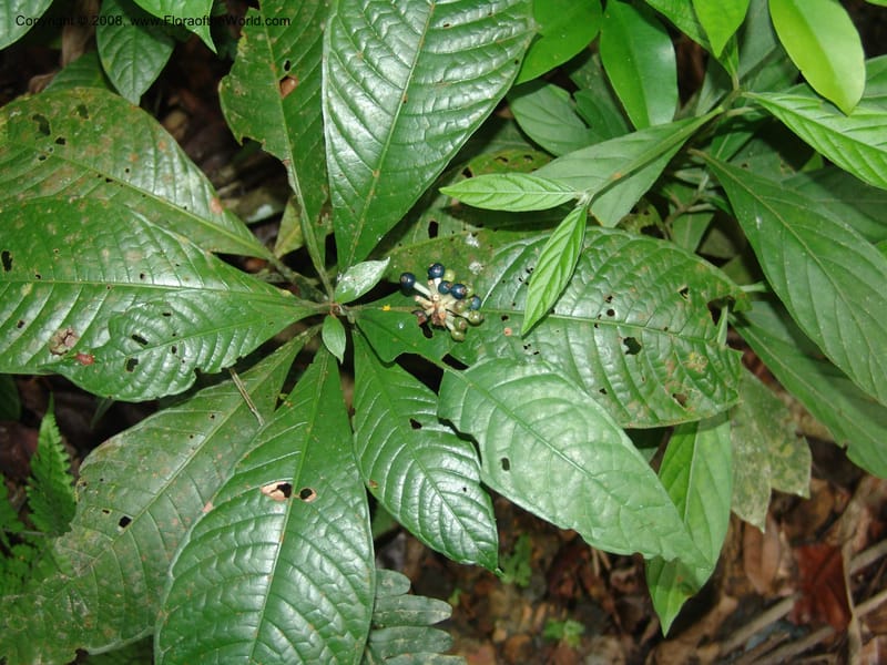 Psychotria, MLeal1164--Gabon. Prov. Og.-Iv. Res. Lope. Fougere Brulee. 19 Apr 06. 137.jpg
