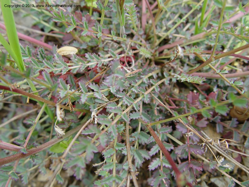 Sanguisorba verrucosa--Spain. Granada Prov. Jct. Albondon-Albunol on C333. 15  (28).jpg