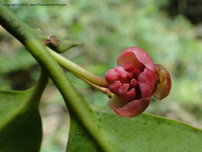 Illicium, Regalado 1787--Viet Nam. Ban Khoang Commune. 4 May 2011. 278 (6).jpg