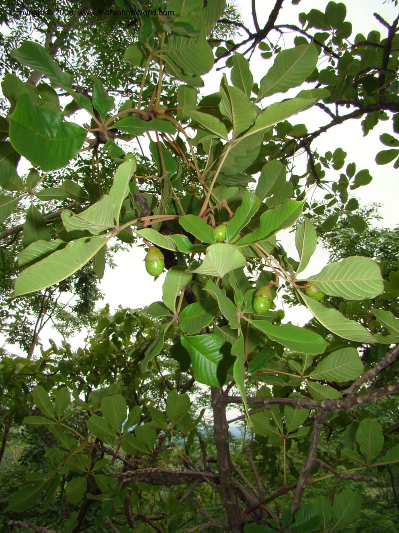 Vitex fischeri, RGereau7040--Tanz. Mbeya Rural Distr. Utengule Coffee Lodge. 26 Jan 08. 153.jpg