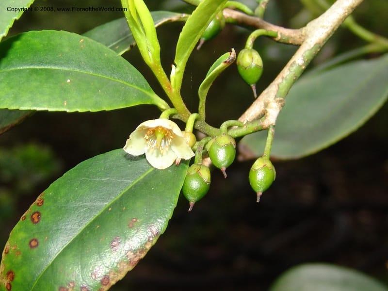 Cleyera theoides--CA. San Francisco Botanical Garden (Strybing Arb.). 30 Mch 06. 325.jpg
